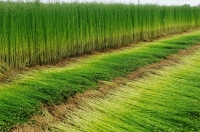 Festival du lin 2012