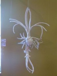 Festival du lin 2013