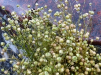 Festival du lin 2015